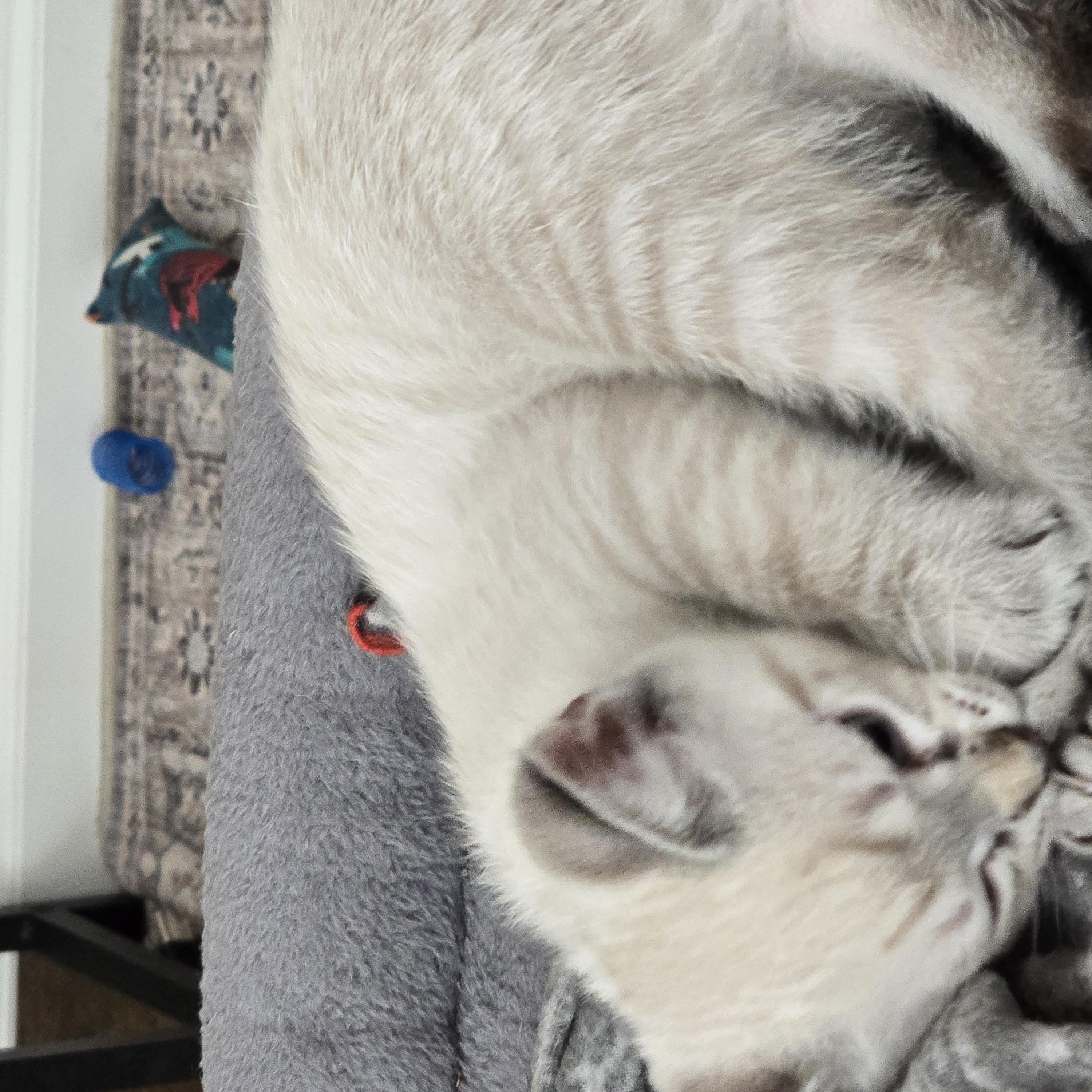 Caramel Latte- Best Friends with Whiskers, an adopted Domestic Short Hair in West Jefferson, OH image 5/5