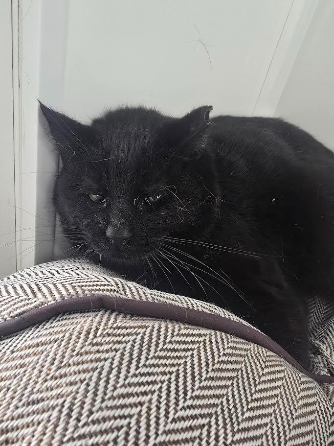 Jelly, Adoptable, Adult Female Domestic Short Hair.
