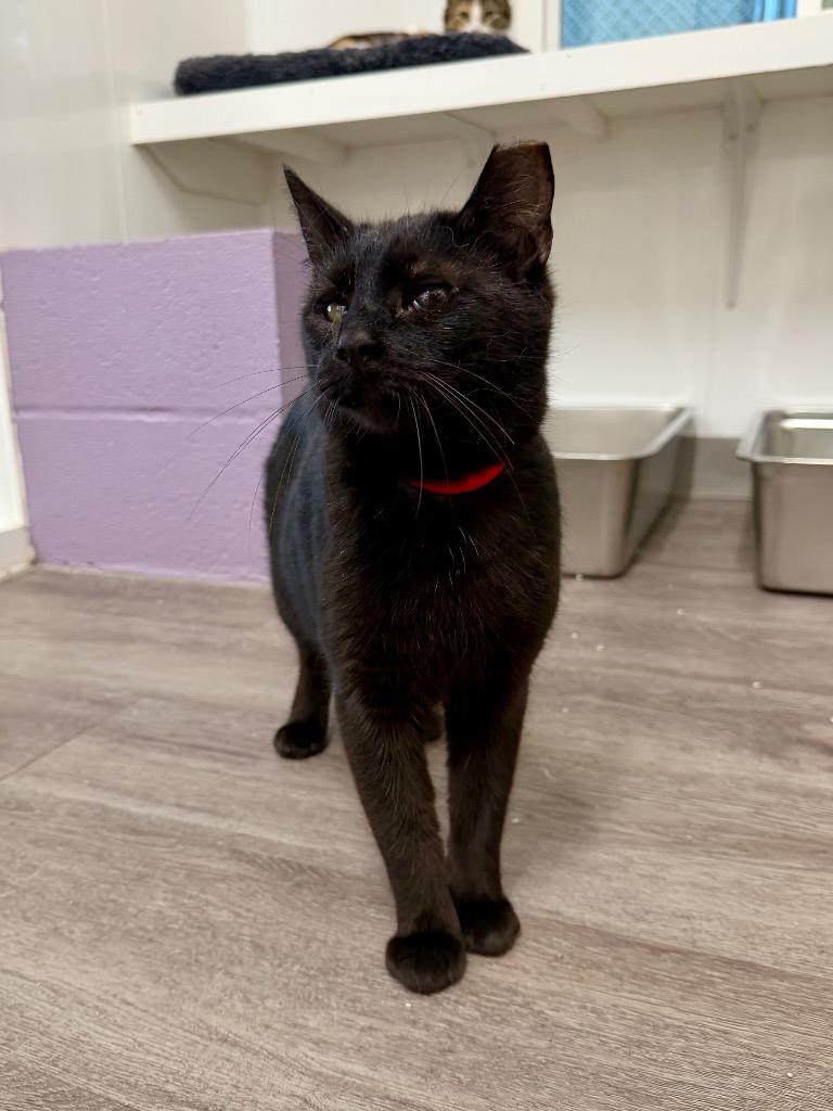 Enlarge Jelly, a Adoptable mixed breed in Glenfield, NY image 2/2