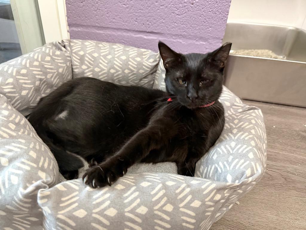 Enlarge Jelly, a Adoptable mixed breed in Glenfield, NY image 3/3