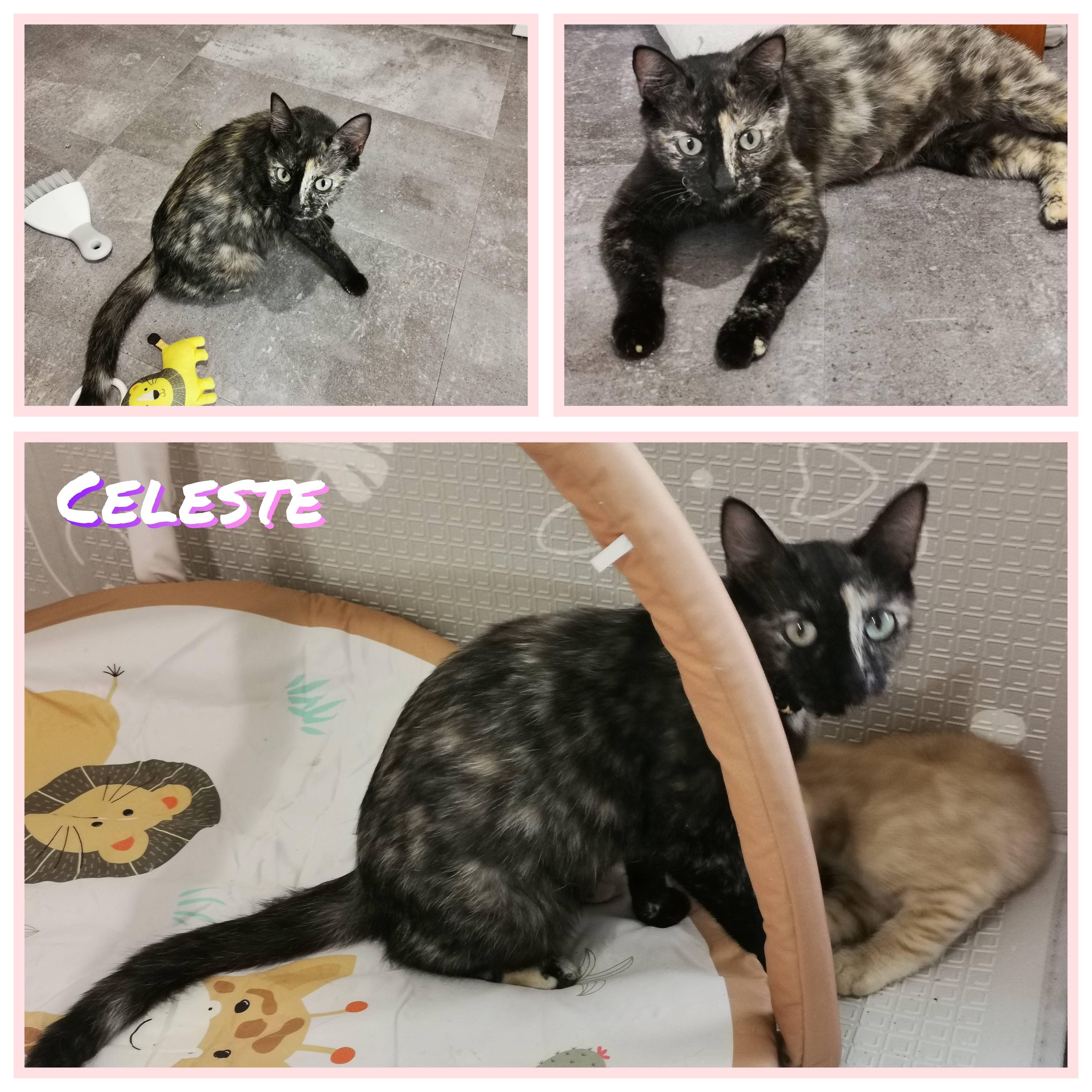 Celeste, Adult Female Tortoiseshell