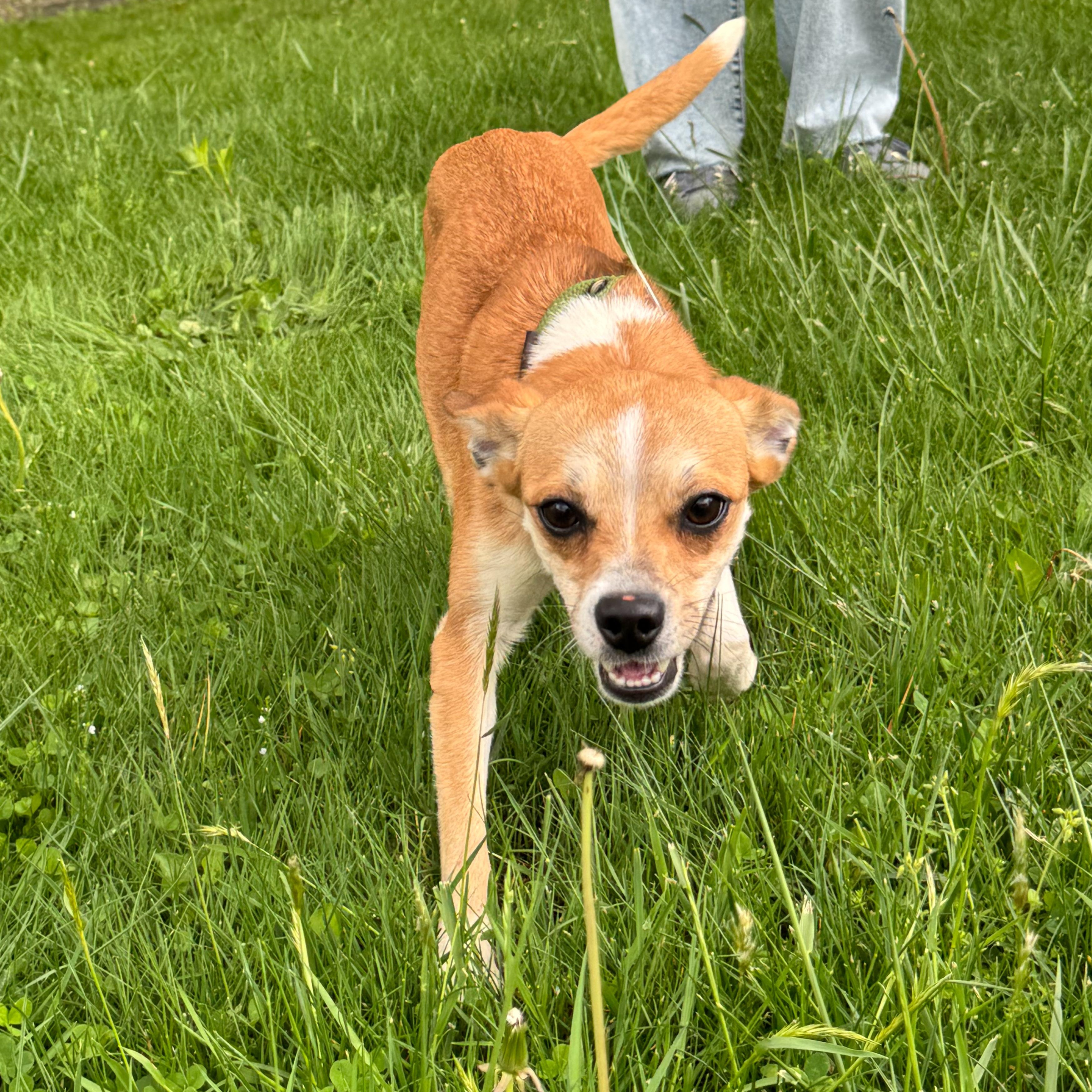 Enlarge Susie, a Adoptable mixed breed in Latrobe, PA image 2/4