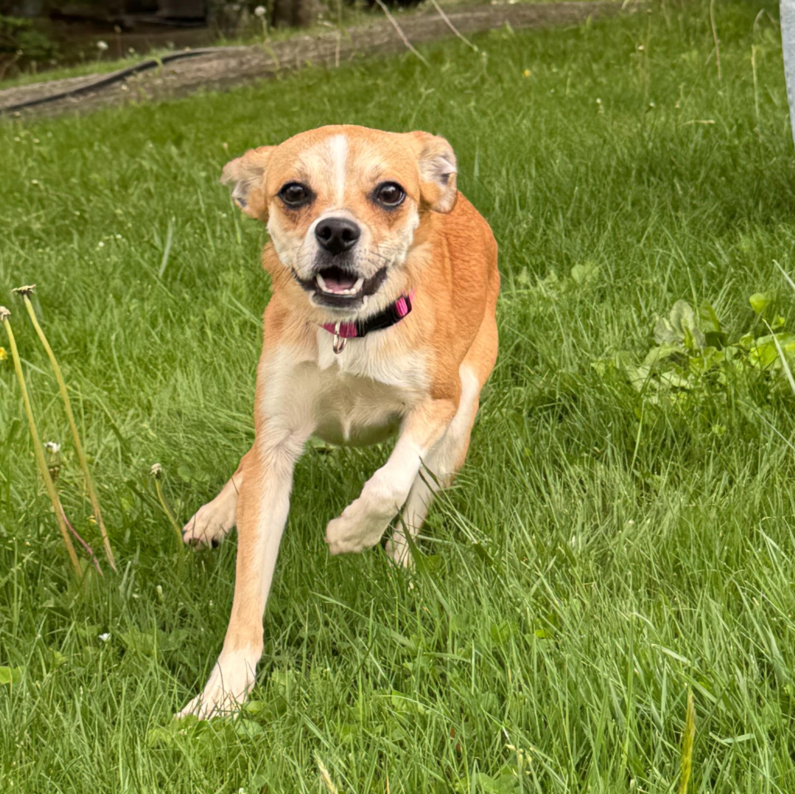 Enlarge Susie, a Adoptable mixed breed in Latrobe, PA image 1/4