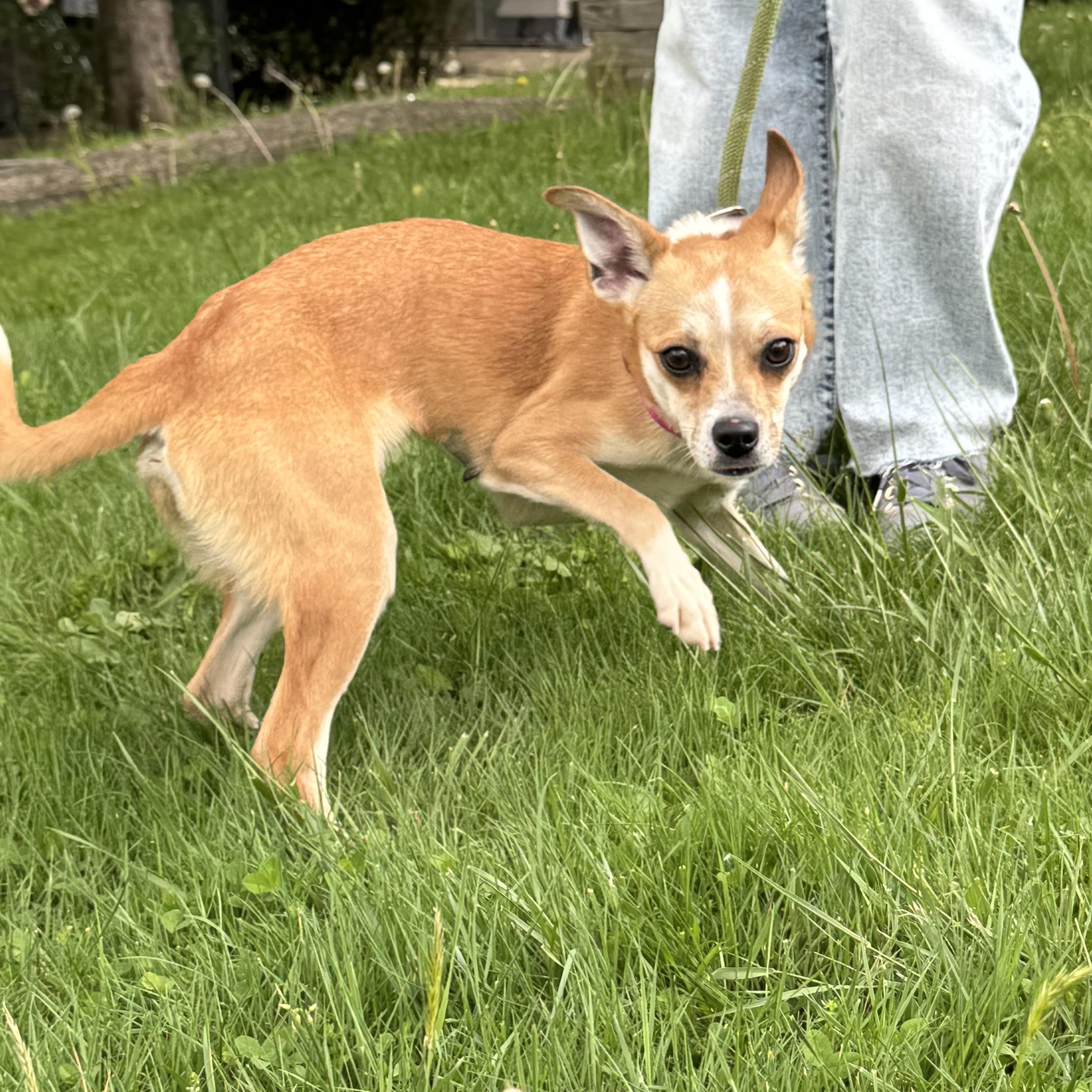 Enlarge Susie, a Adoptable mixed breed in Latrobe, PA image 3/4