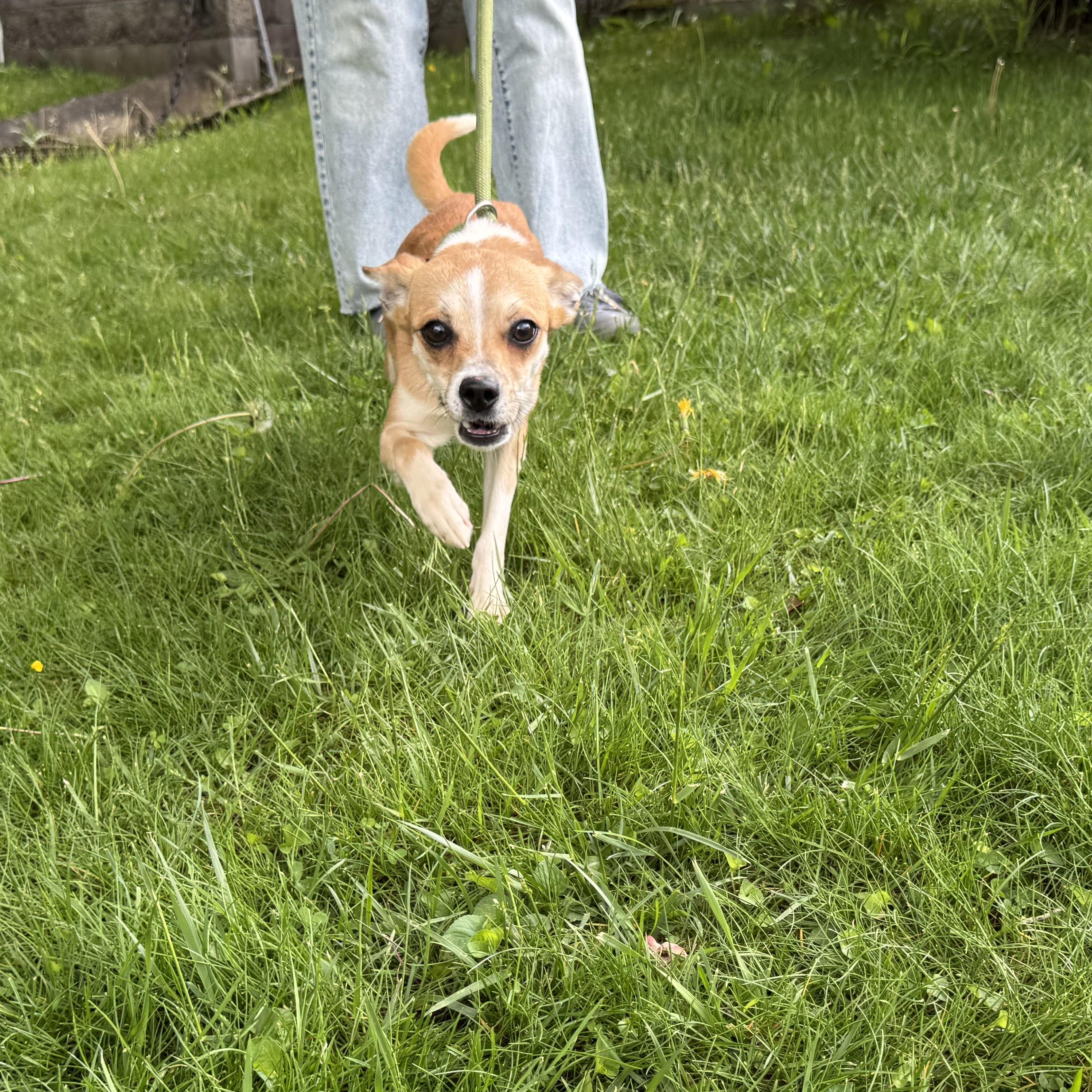 Enlarge Susie, a Adoptable mixed breed in Latrobe, PA image 4/4