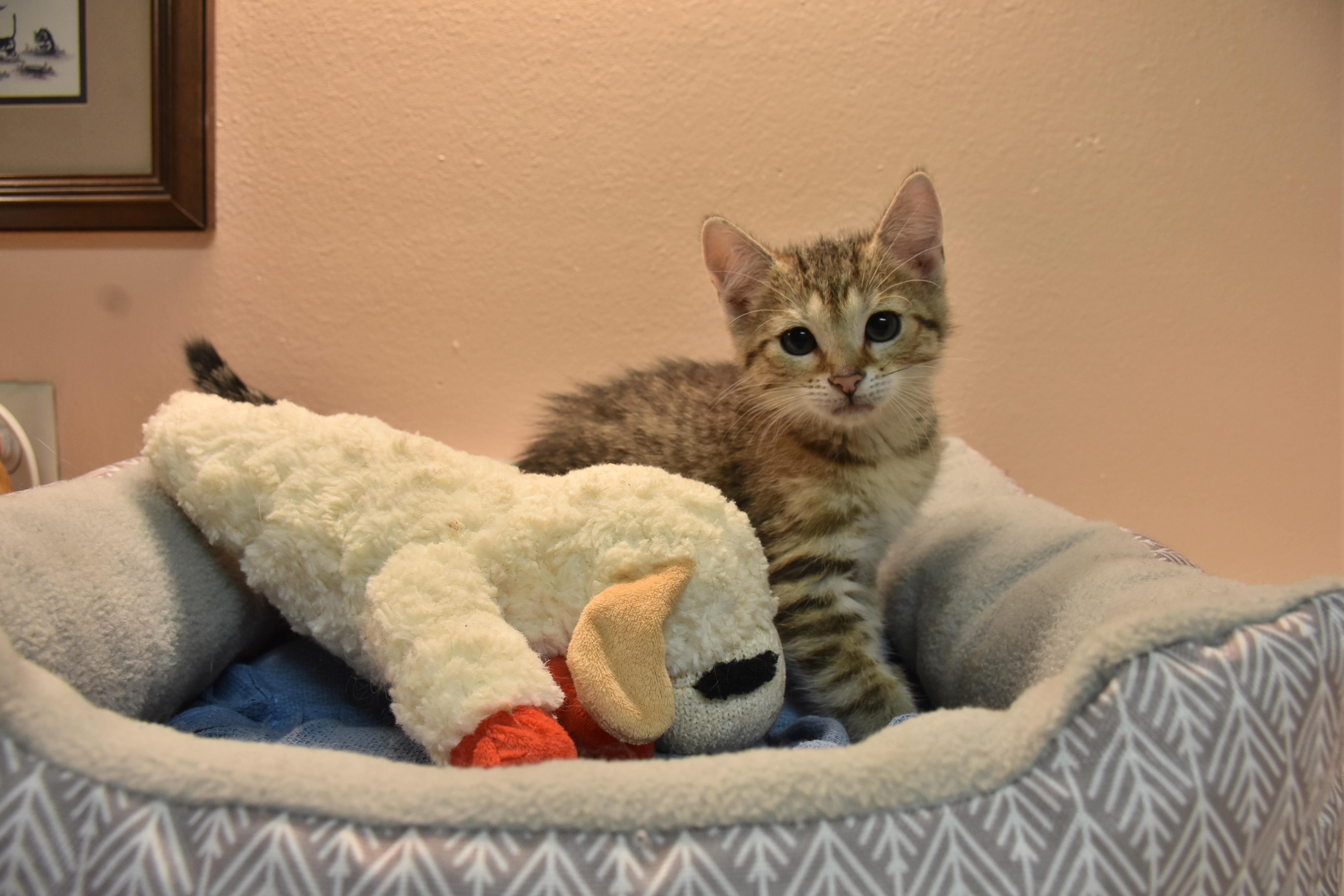 Enlarge Orbit, a ADOPTABLE Domestic Short Hair in North Judson, IN image 1/1