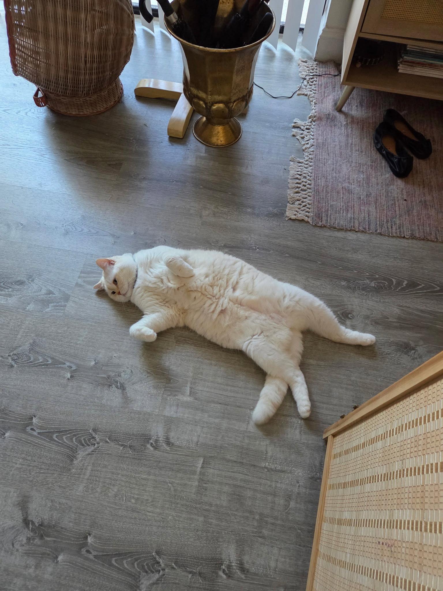 Azul, Adoptable, Adult Male Scottish Fold.