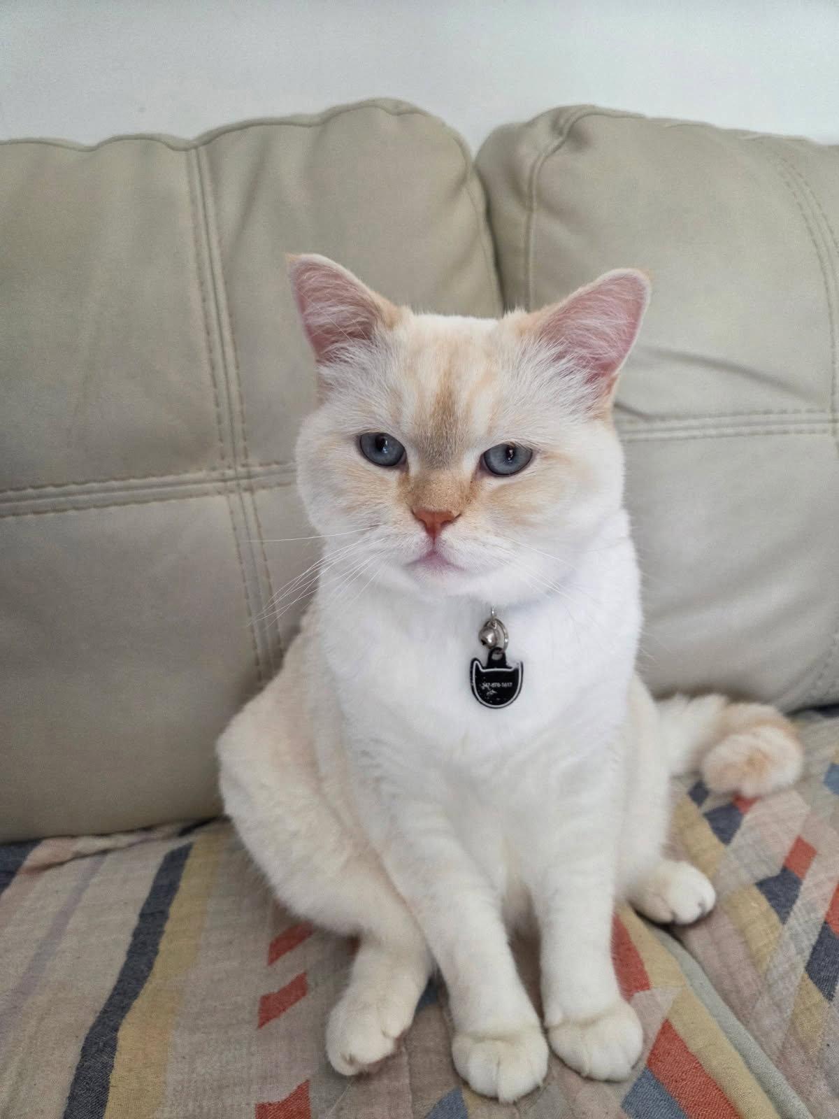 Azul, a Adoptable Scottish Fold in Boynton Beach, FL image 2/2