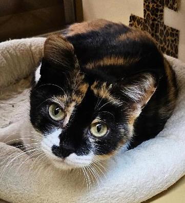 Enlarge Rebekah, a Adopted mixed breed in Tulsa, OK image 4/4