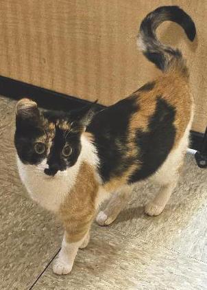Enlarge Rebekah, a Adopted mixed breed in Tulsa, OK image 2/4