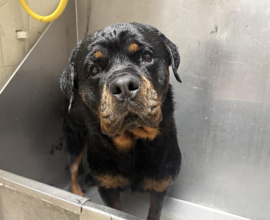 Paige, Adoptable, Adult Female Rottweiler.