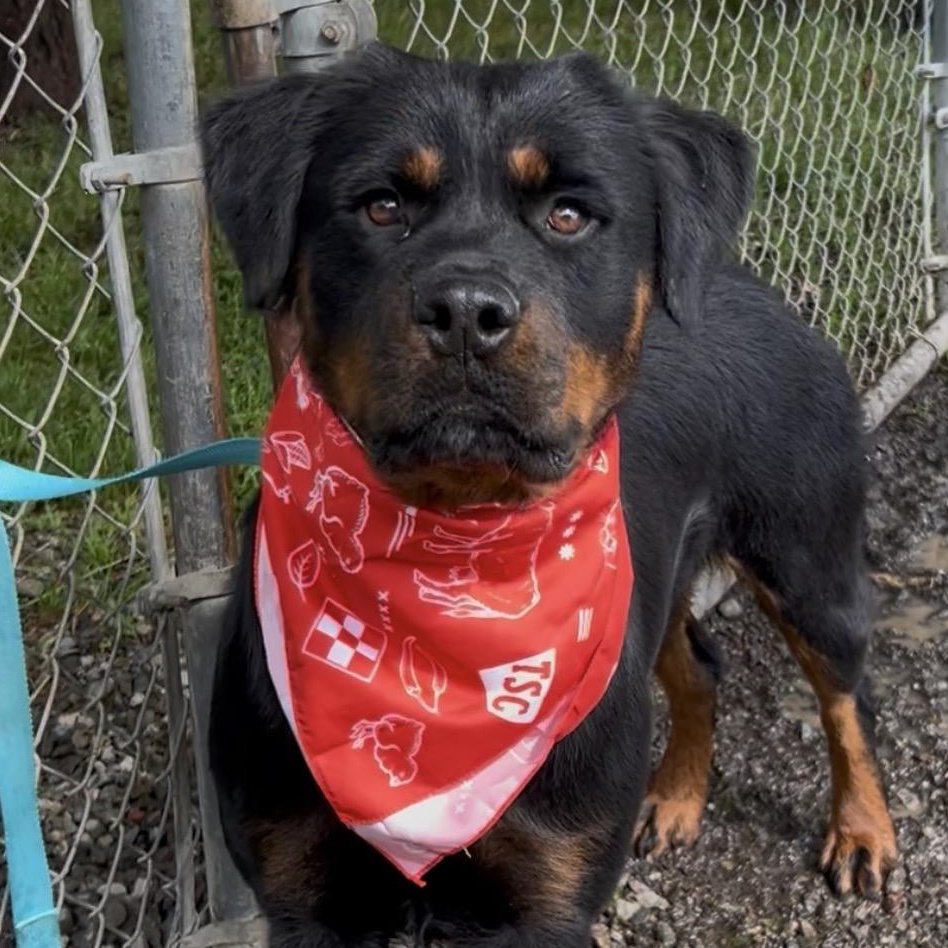 Enlarge Paige, a Adoptable mixed breed in Woodland, CA image 1/1