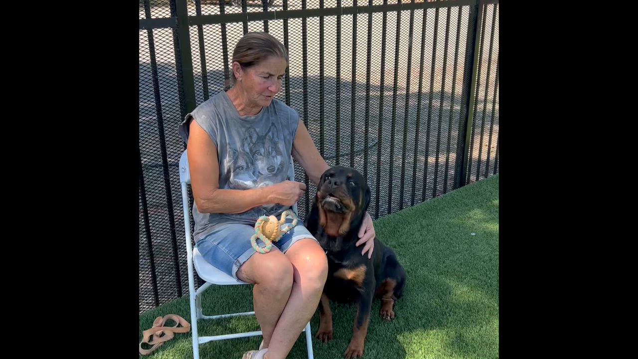 Enlarge Paige, a Adoptable mixed breed in Woodland, CA video 1/2