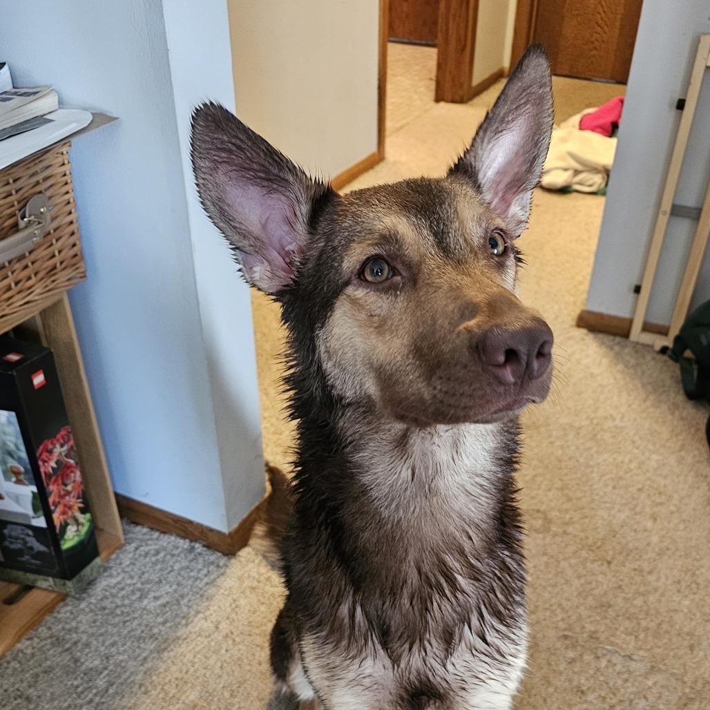 Sasha 21515, Adoptable, Young Female Shepherd & Doberman Pinscher.