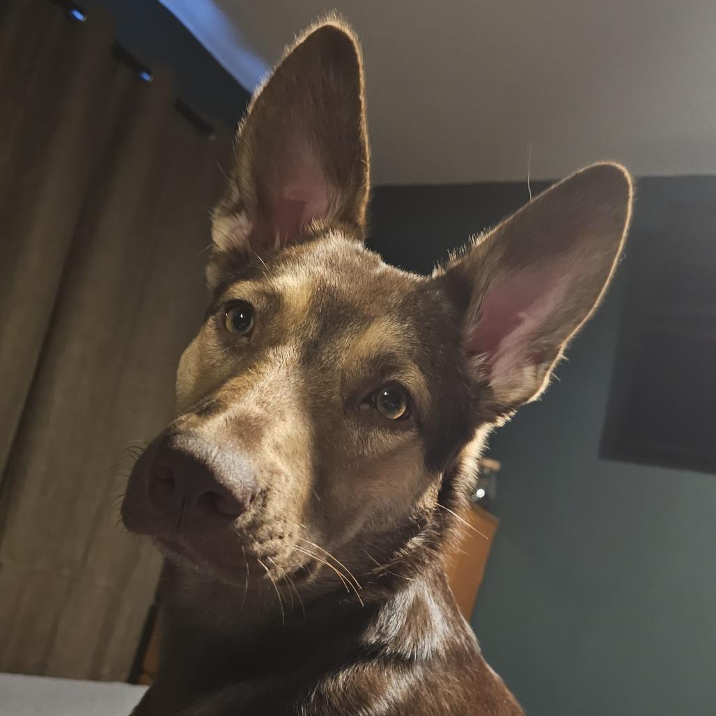 Sasha 21515, a Adoptable mixed breed in Minneapolis, MN image 3/6