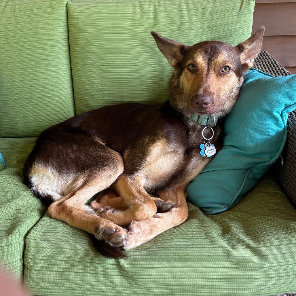 Sasha 21515, a Adoptable mixed breed in Minneapolis, MN image 5/6