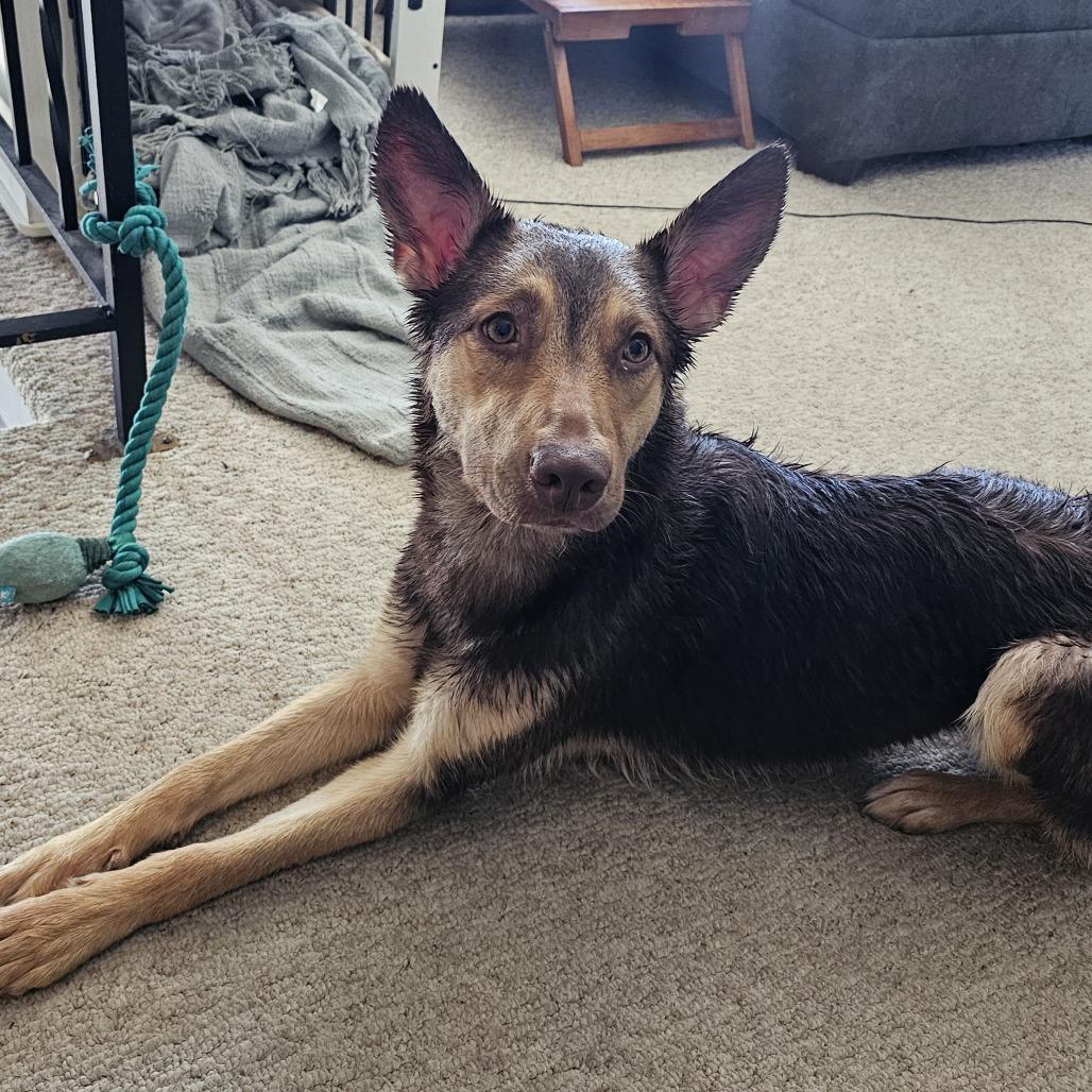 Sasha 21515, a Adoptable mixed breed in Minneapolis, MN image 6/6