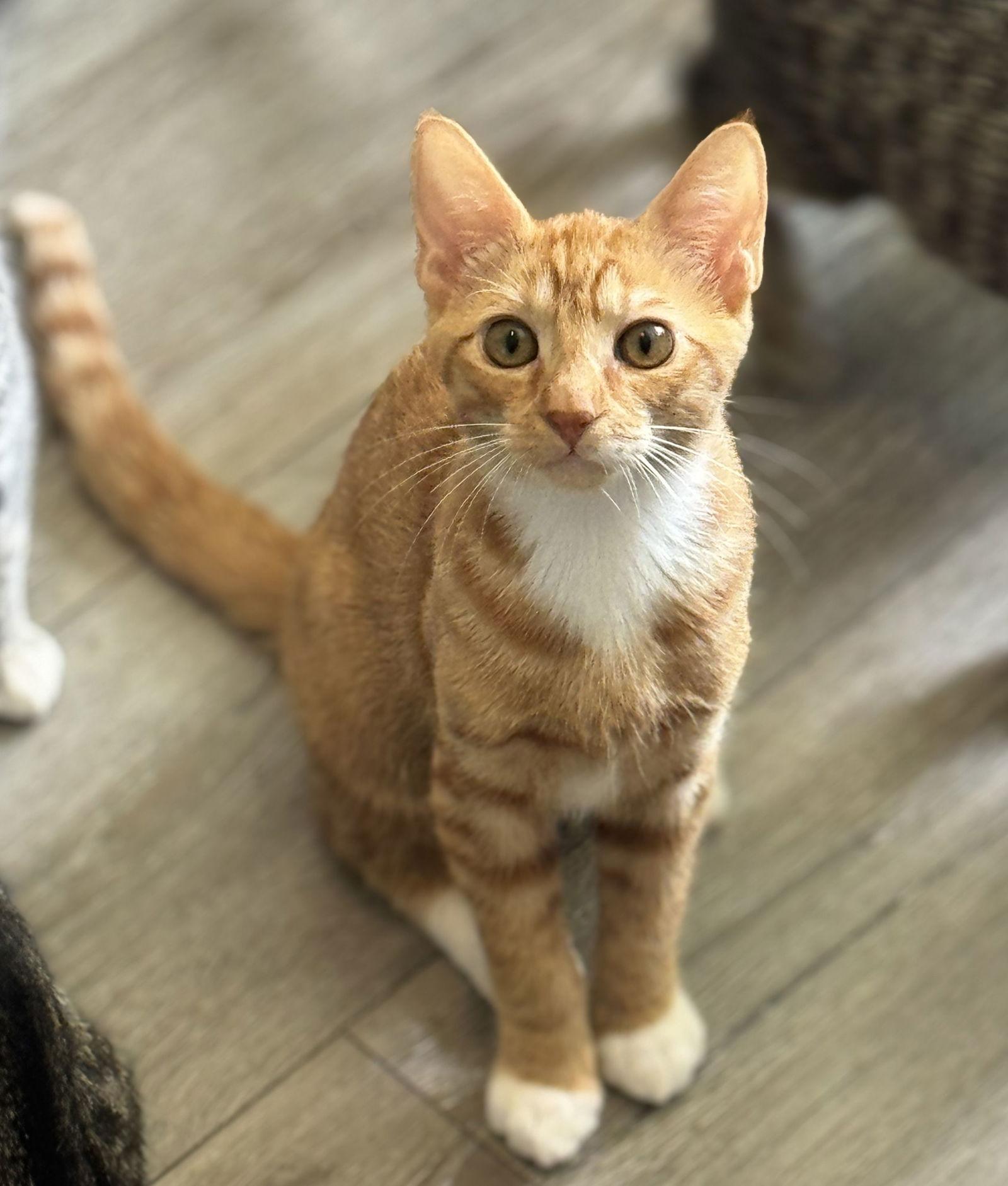 Logan, Adoptable, Young Male Domestic Short Hair.