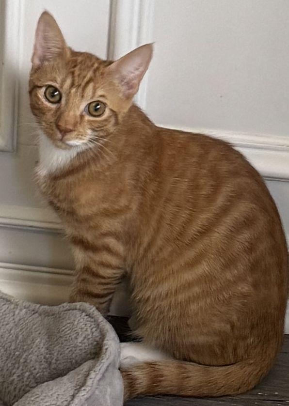 Enlarge Logan, a Adoptable Domestic Short Hair in Seal Beach, CA image 2/3