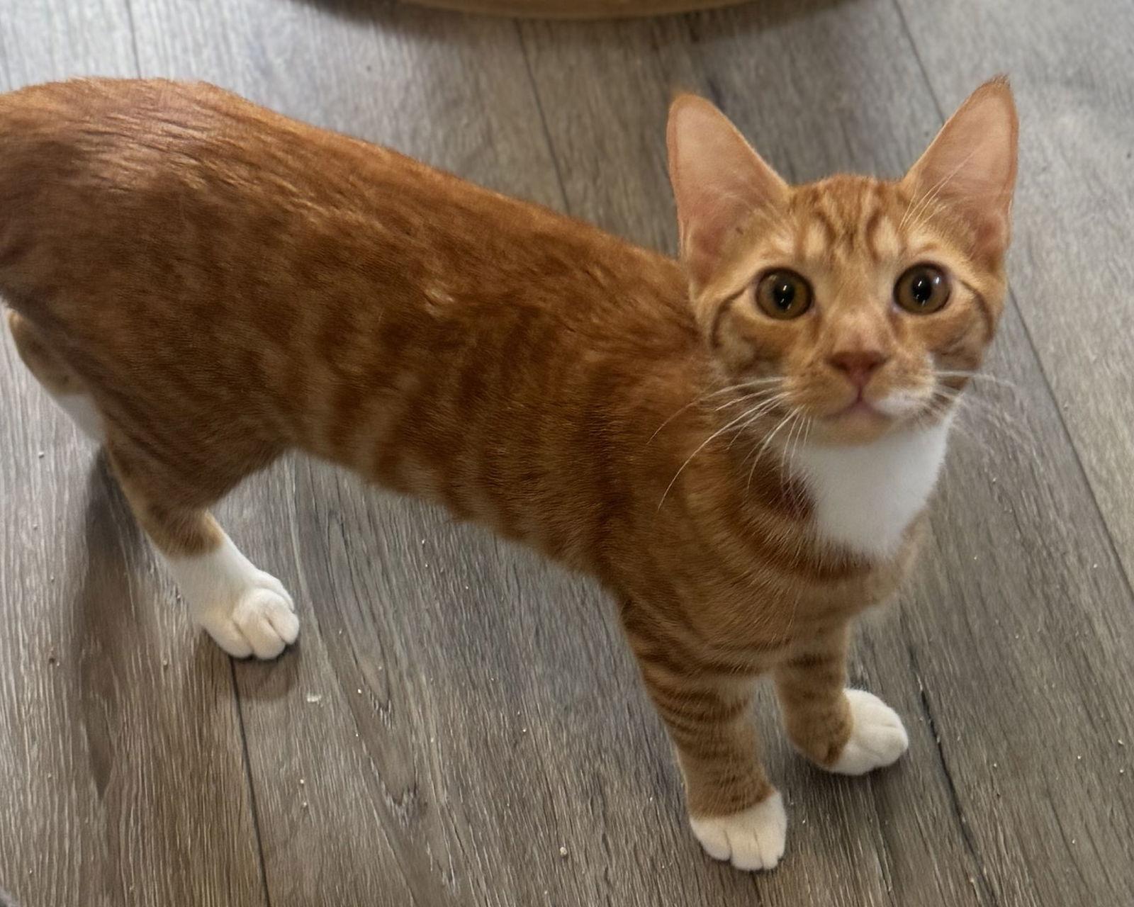 Enlarge Logan, a Adoptable Domestic Short Hair in Seal Beach, CA image 3/3