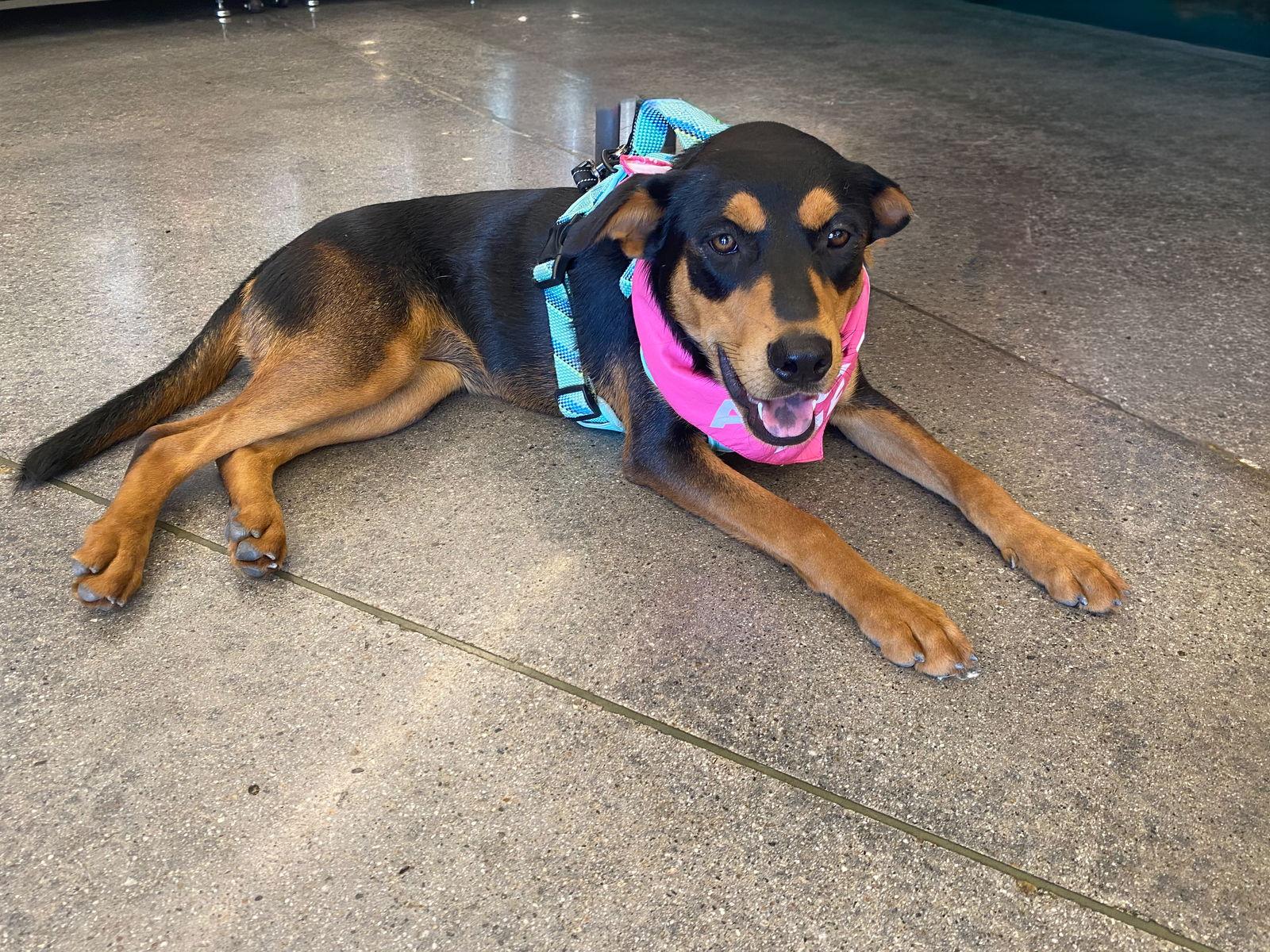 Enlarge Kora, a Adoptable Shepherd in La Verne, CA image 1/3