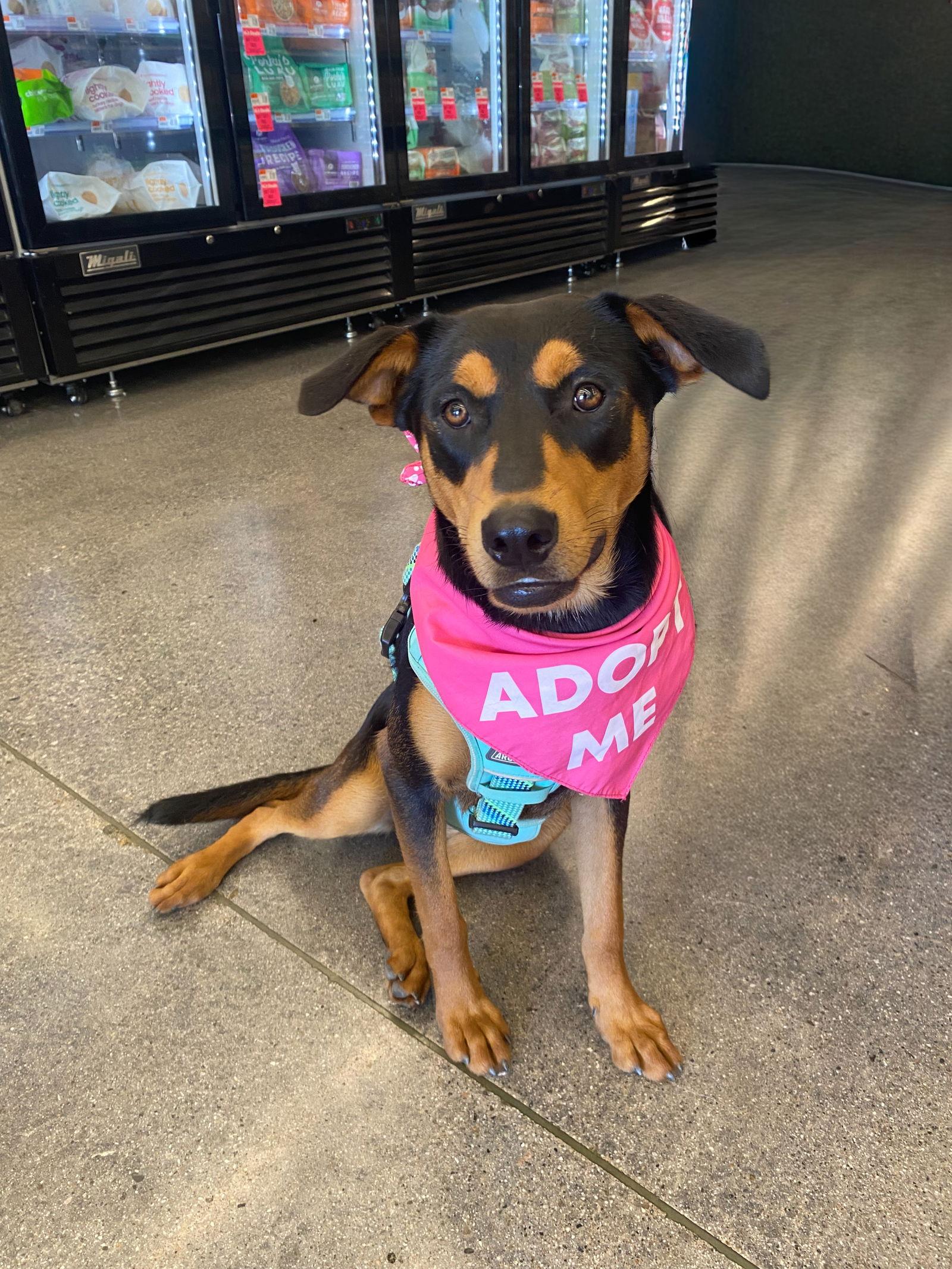 Kora, Adoptable, Young Female Shepherd.