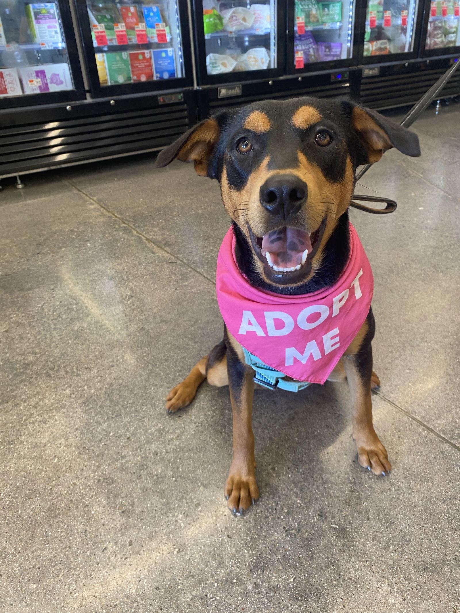 Enlarge Kora, a Adoptable Shepherd in La Verne, CA image 3/3