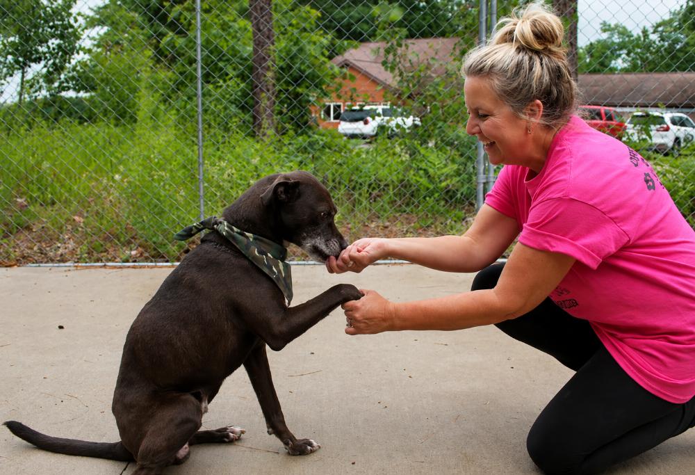 Falcon, a ADOPTABLE Chocolate Labrador Retriever in Cheboygan, MI image 5/6