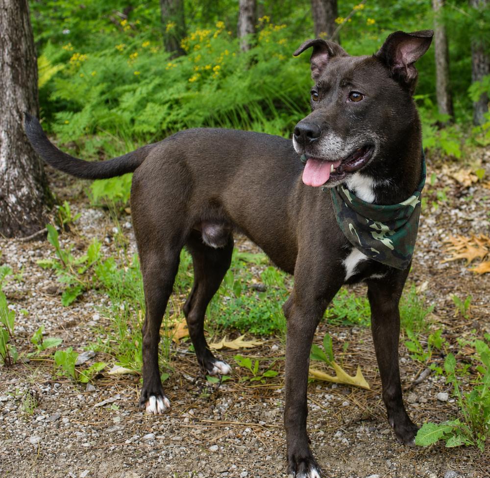 Falcon, a ADOPTABLE Chocolate Labrador Retriever in Cheboygan, MI image 6/6