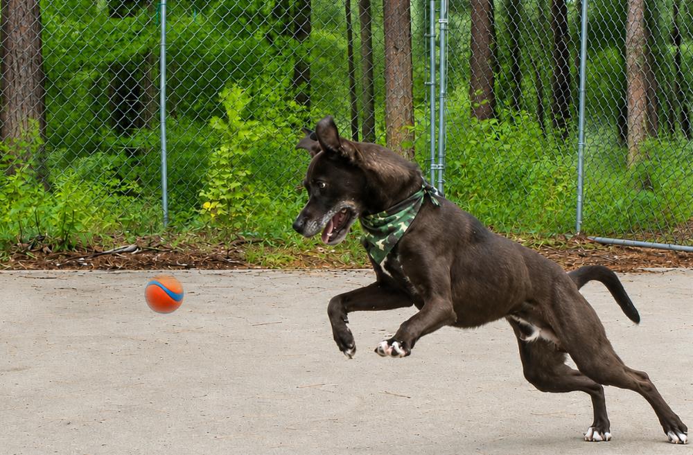 Falcon, a ADOPTABLE Chocolate Labrador Retriever in Cheboygan, MI image 4/6