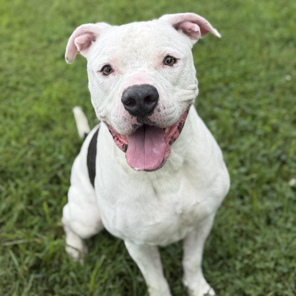 Ghost, Adoptable, Adult Male American Staffordshire Terrier.