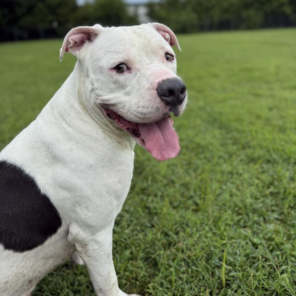 Enlarge Ghost, a Adoptable American Staffordshire Terrier in Ridgely, MD image 2/6