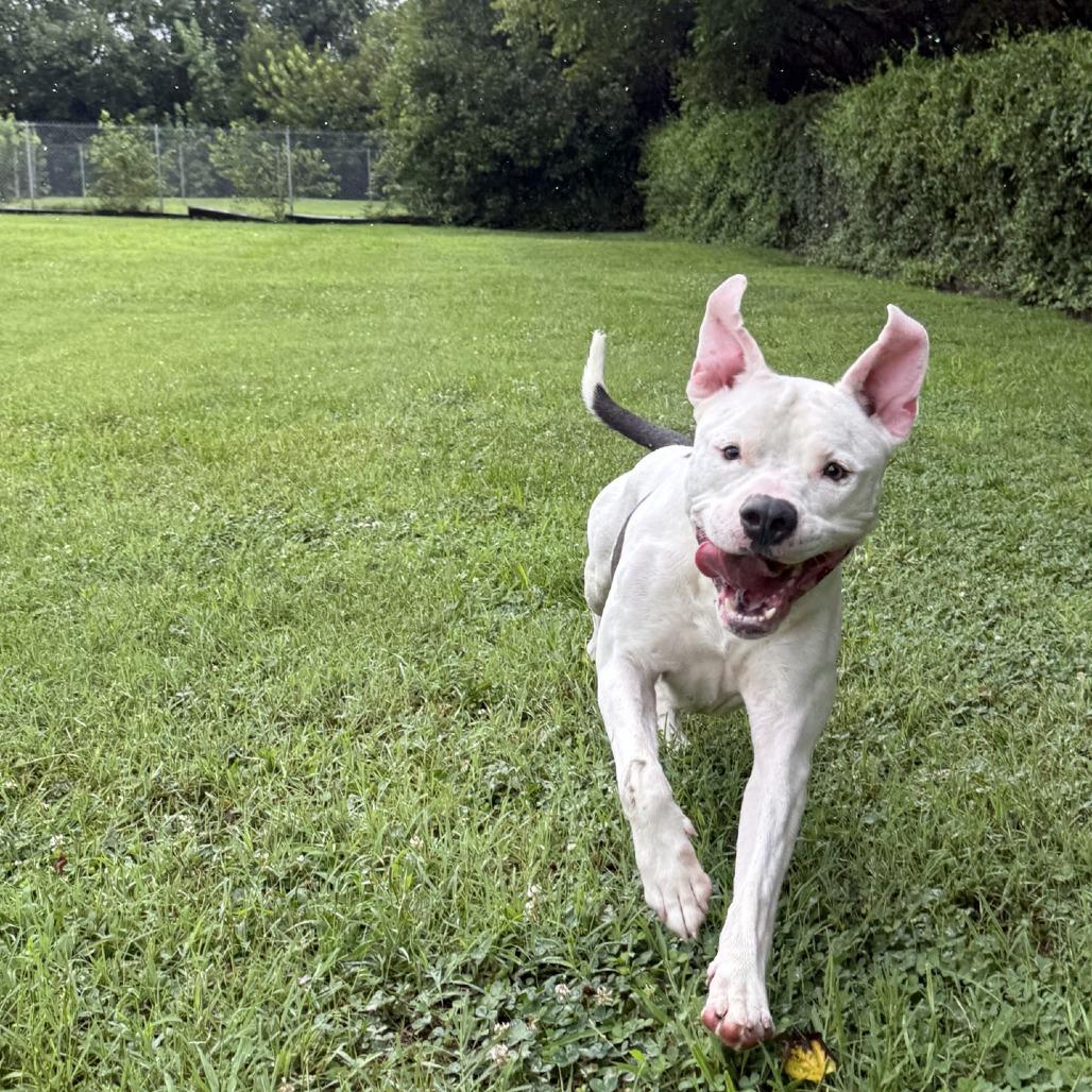 Enlarge Ghost, a Adoptable American Staffordshire Terrier in Ridgely, MD image 3/6