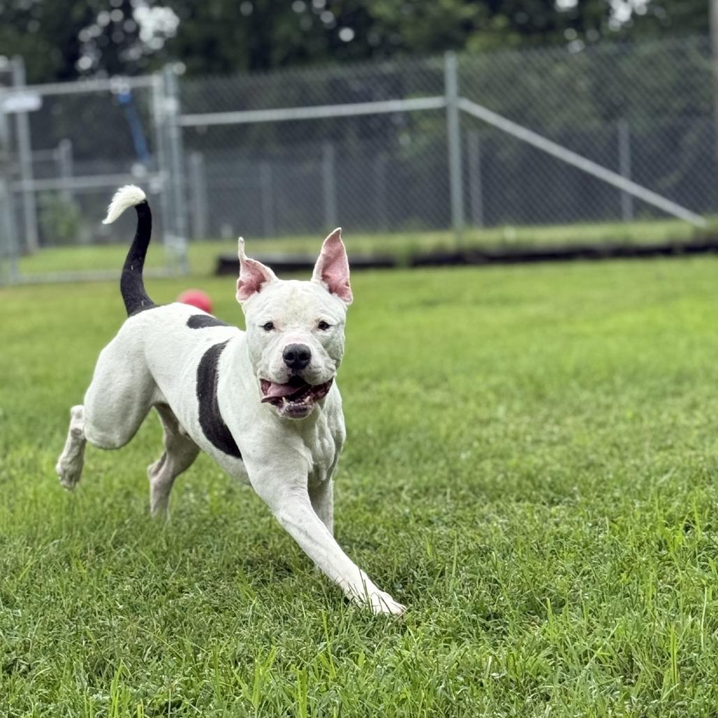 Enlarge Ghost, a Adoptable American Staffordshire Terrier in Ridgely, MD image 4/6