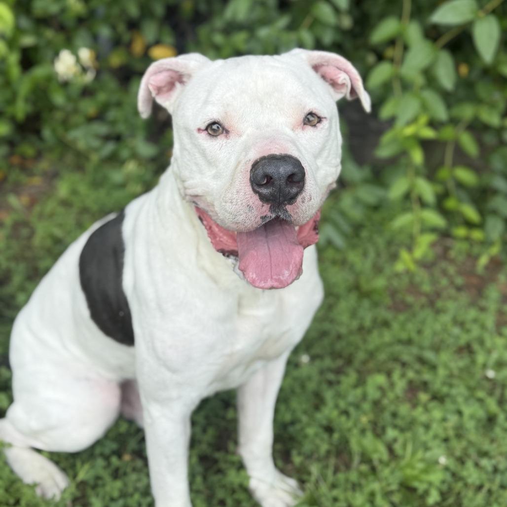 Enlarge Ghost, a Adoptable American Staffordshire Terrier in Ridgely, MD image 5/6