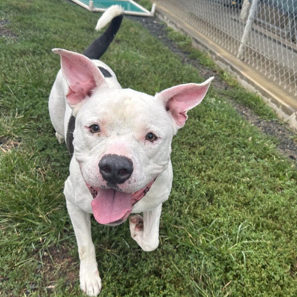 Enlarge Ghost, a Adoptable American Staffordshire Terrier in Ridgely, MD image 6/6