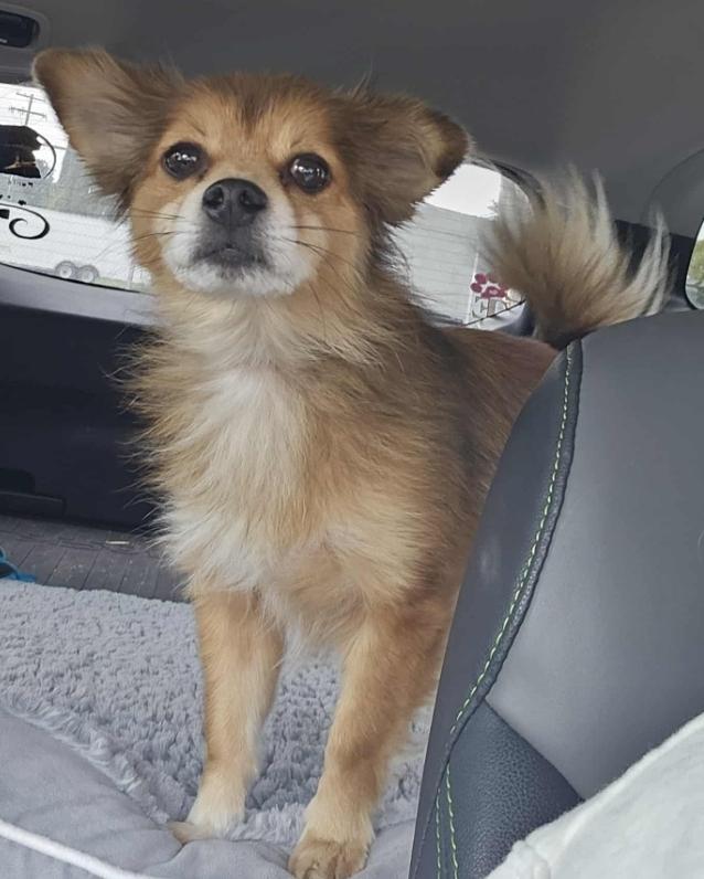 PomChi, a Adopted mixed breed in Galt, CA image 2/4