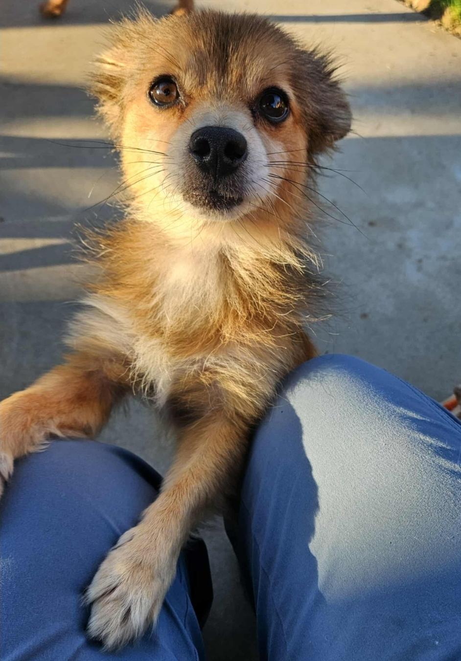 PomChi, a Adopted mixed breed in Galt, CA image 4/4