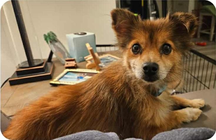 PomChi, Adopted, Adult Male Pomeranian & Chihuahua.
