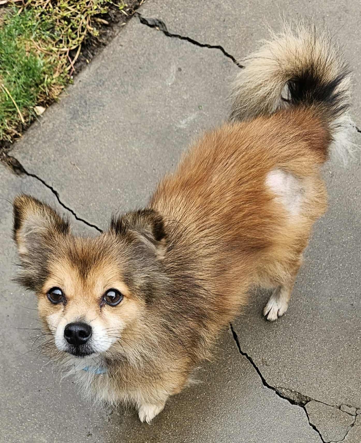 PomChi, a Adopted mixed breed in Galt, CA image 3/4
