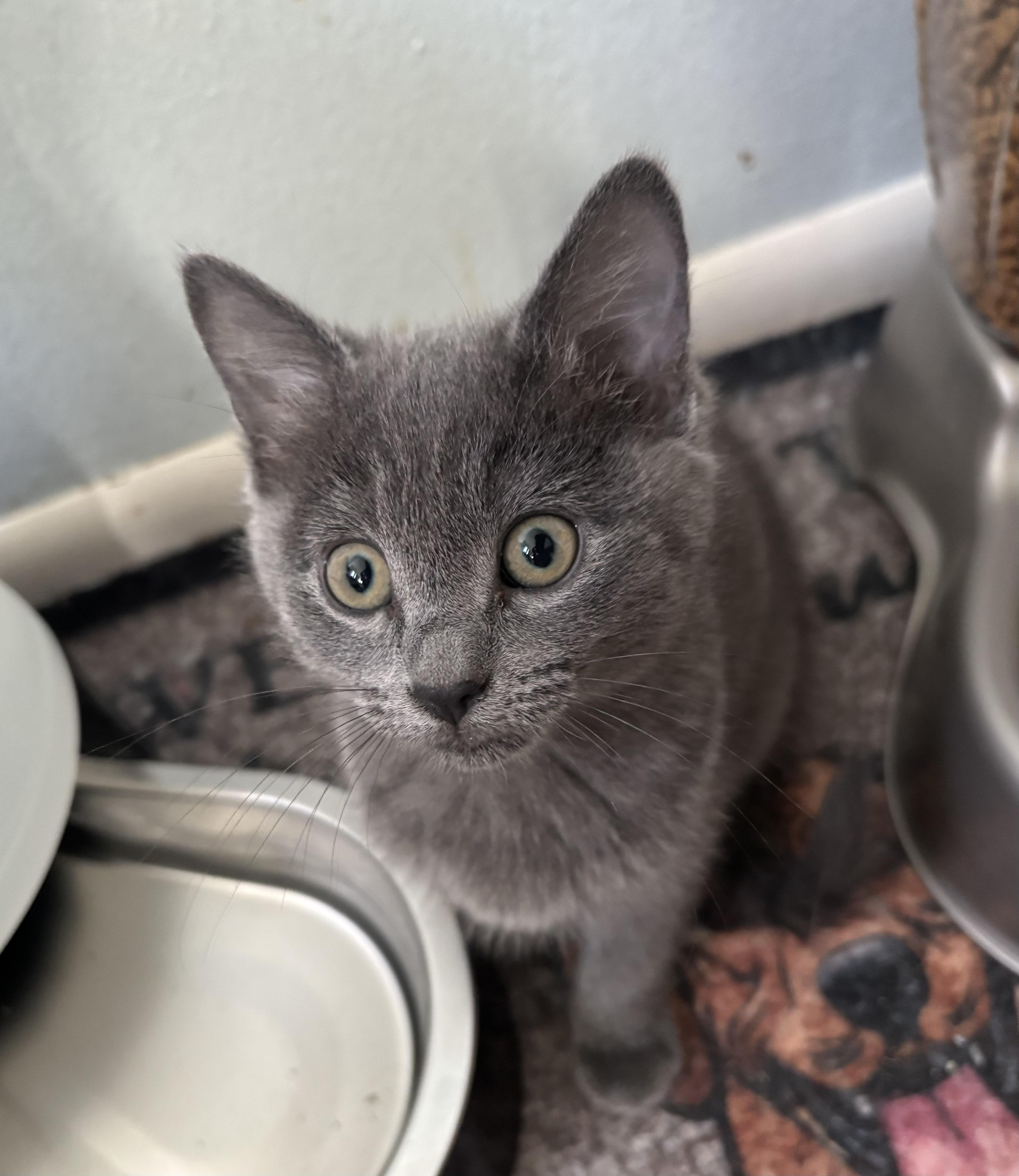 Enlarge Vega, a Adoptable Domestic Short Hair in Denver, CO image 2/2