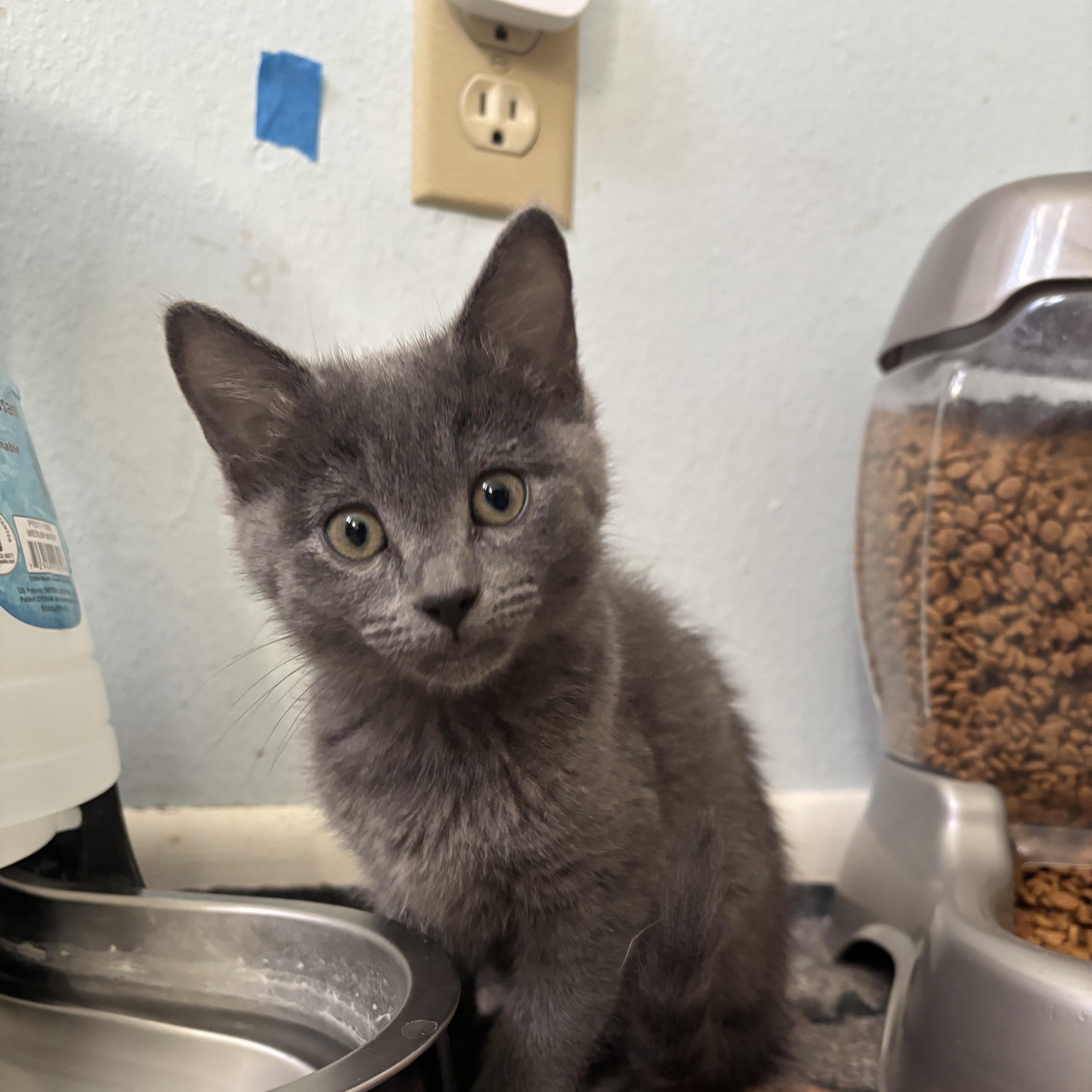 Vega, Adoptable, Young Female Domestic Short Hair.