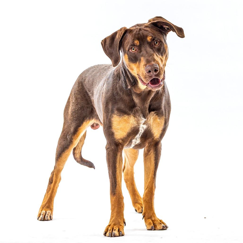 Bronx, Adoptable, Young Male Doberman Pinscher & Mixed Breed.