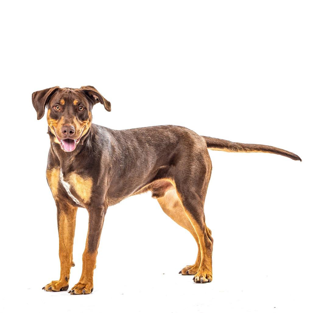 Enlarge Bronx, a Adoptable mixed breed in Reno, NV image 2/6