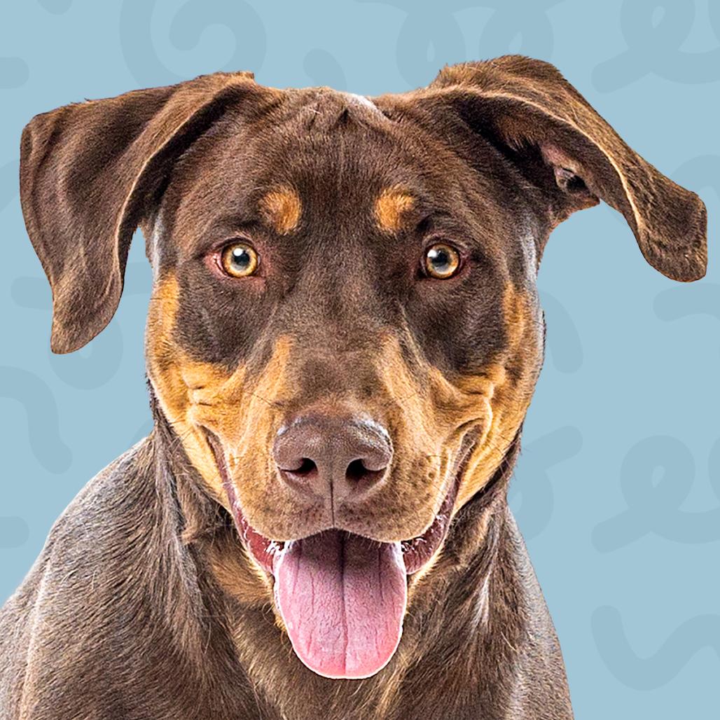 Enlarge Bronx, a Adoptable mixed breed in Reno, NV image 3/6