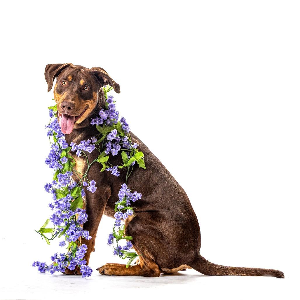Enlarge Bronx, a Adoptable mixed breed in Reno, NV image 4/6