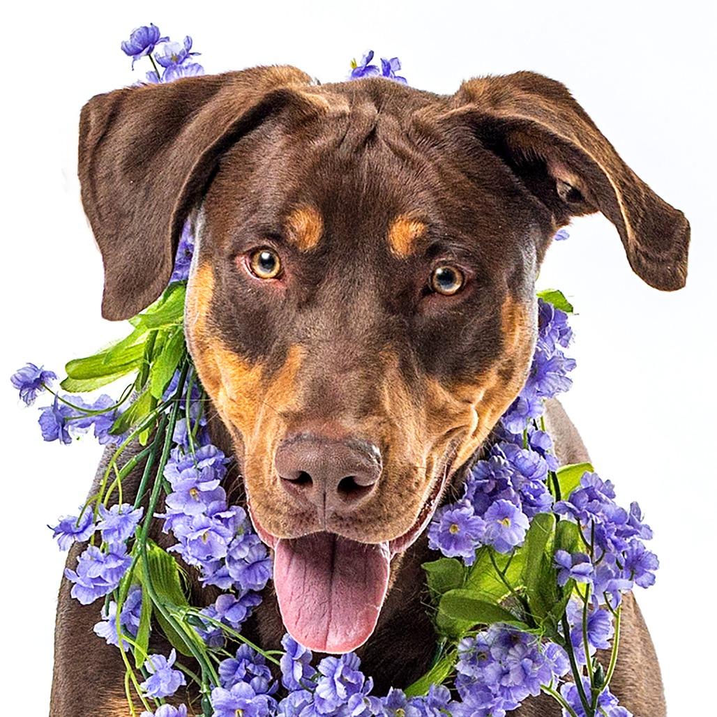 Enlarge Bronx, a Adoptable mixed breed in Reno, NV image 5/6