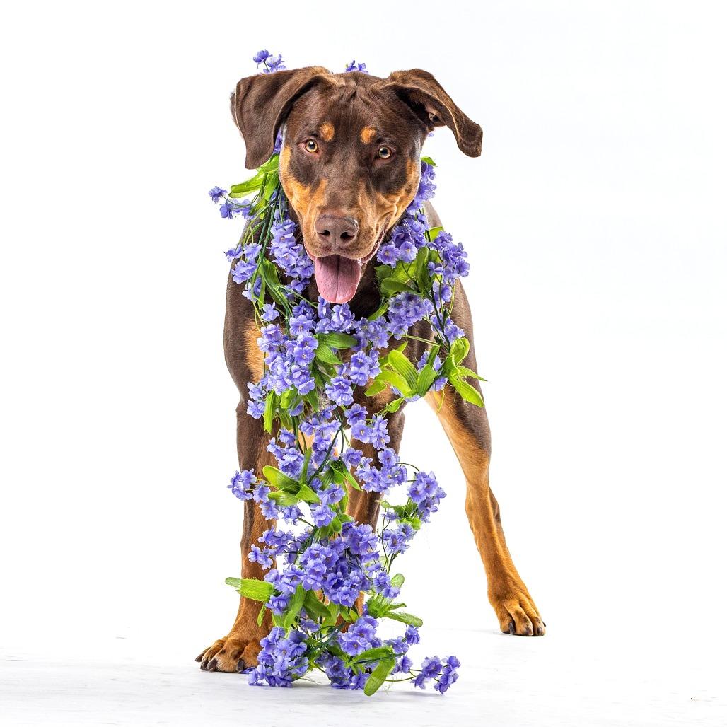 Enlarge Bronx, a Adoptable mixed breed in Reno, NV image 6/6