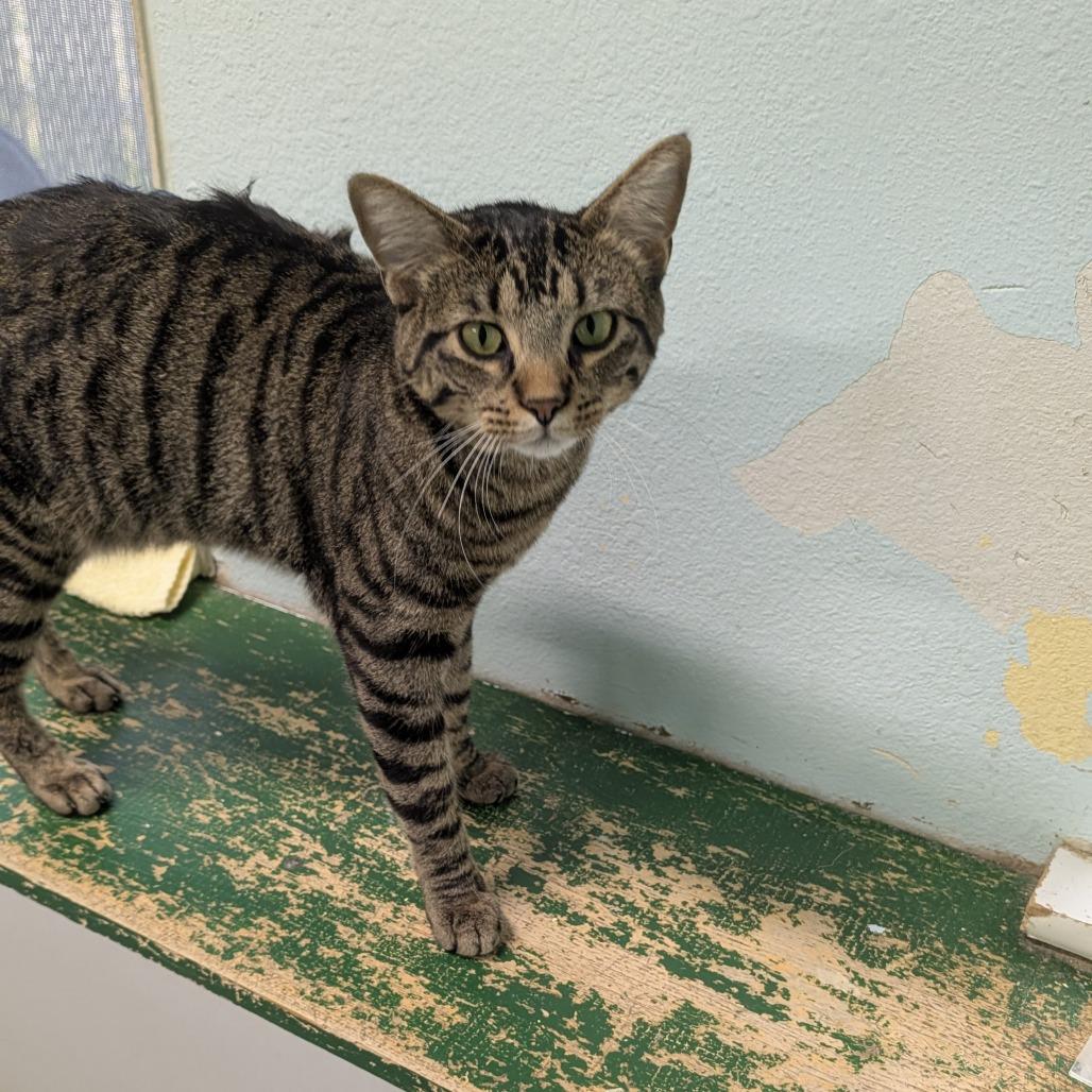 Tumble, Adoptable, Young Male Domestic Short Hair.