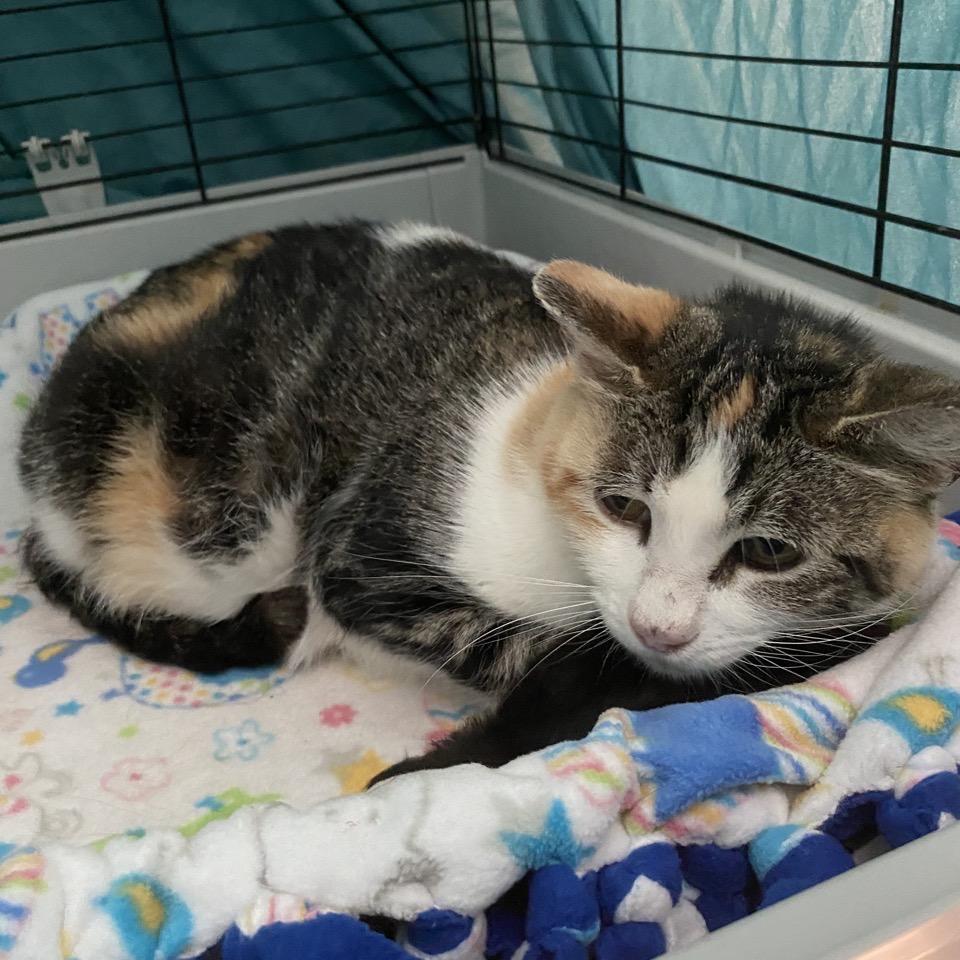 Kia, Adoptable, Senior Female Domestic Short Hair.